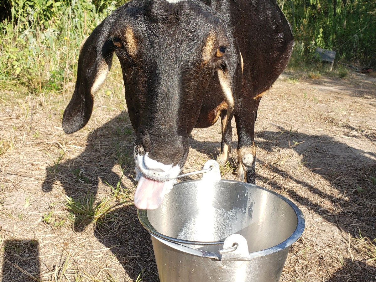 Gigi, our founding doe