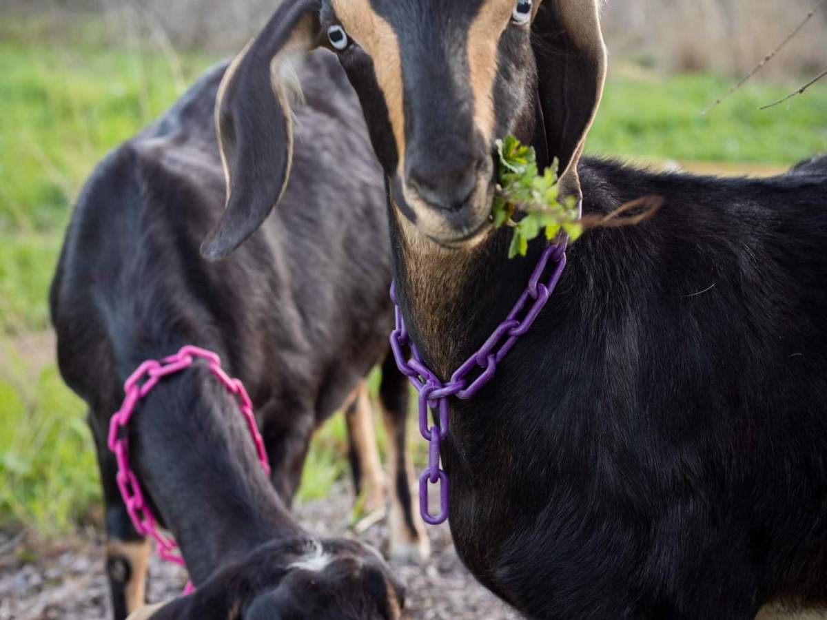 Linda, our first retained doe