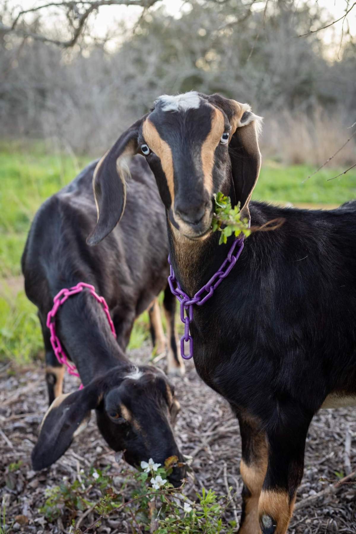 Linda, our first retained doe